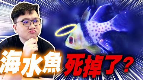 死掉的魚怎麼處理|【魚死了怎麼辦】魚兒説掰掰！魚死了怎麼辦？從遺體處理到後續。